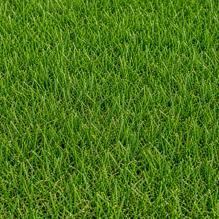 Summer Fescue